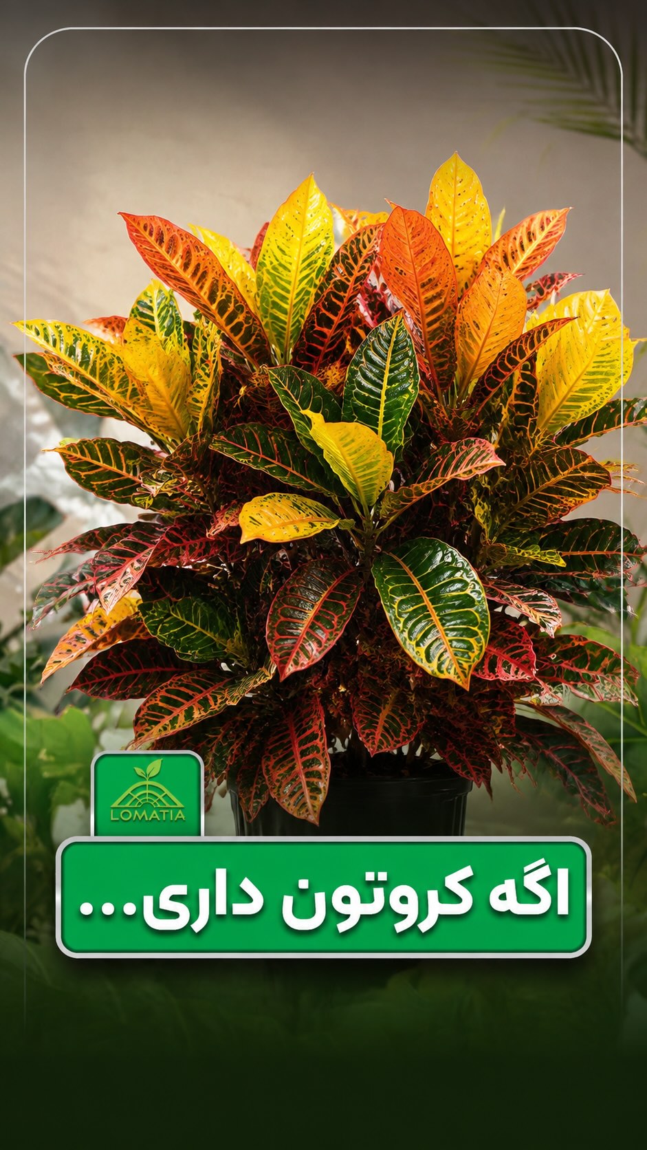 کروتون جذاب