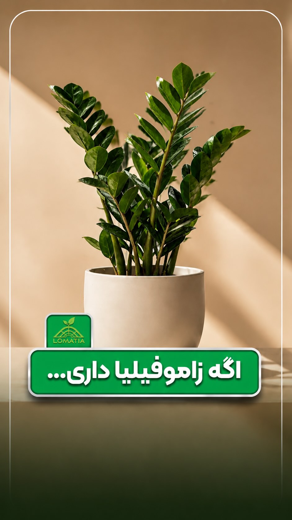 زاموفیلیا
